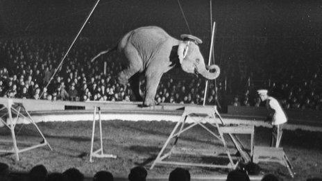 An elephant at a circus