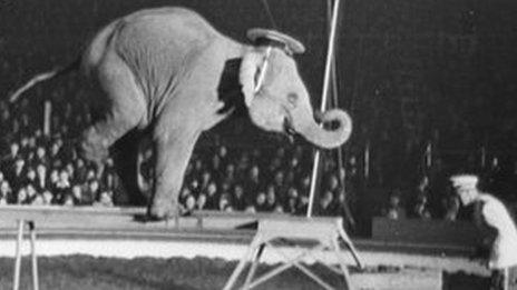 An elephant at a circus