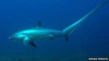 A thresher shark