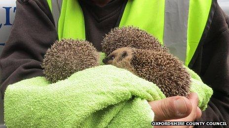 Baby hedgehogs