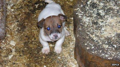 One of the puppies found at a puppy farm by the ISPCA