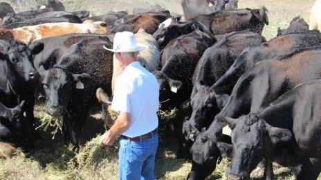 Feeding cattle in Kansas