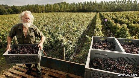 Grape picker at Nyetimber