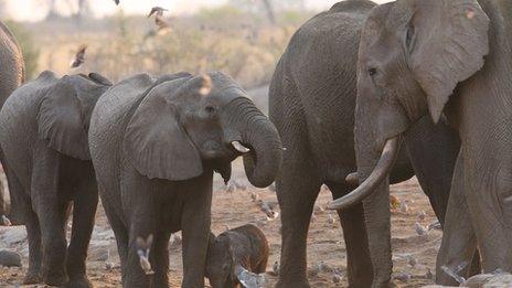 Elephants in Botswana