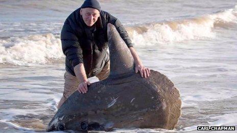 Sunfish at Overstrand