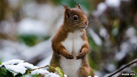 Red squirrel