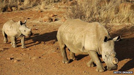 Two black dehorned rhinoceros in South Africa