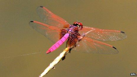 A dragonfly