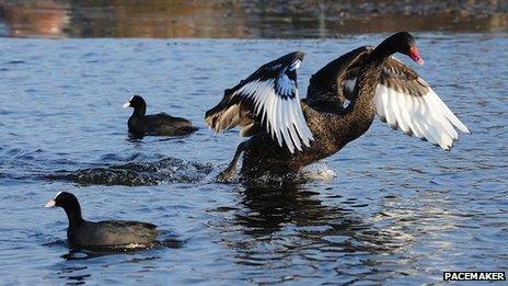 Black swan taking off