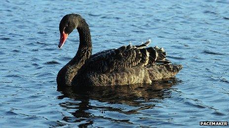 Female black swan