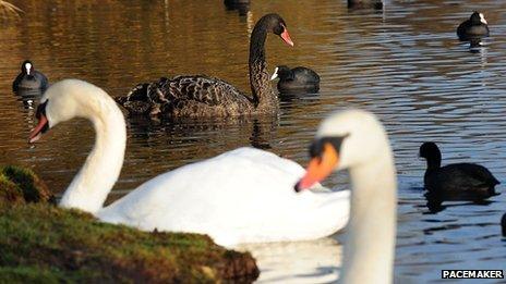 Black swan and white swans and other water birds