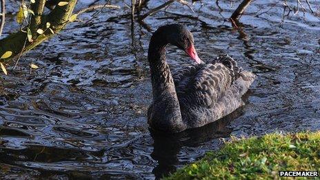 Black swan and white swans and other water birds