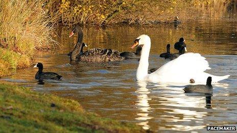 Black swan and white swans and other water birds