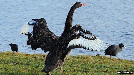 Black swan and white swans and other water birds