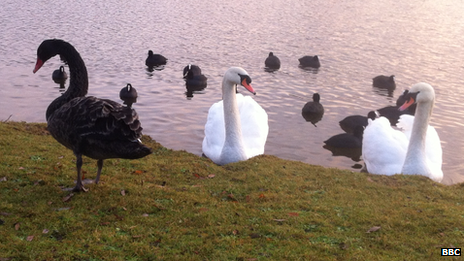 Black swan and white swans and other water birds