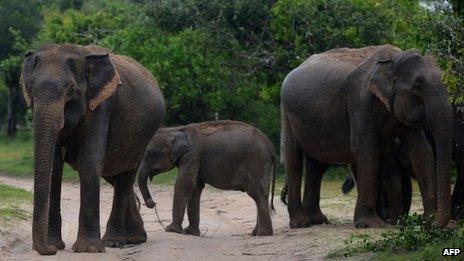 Elephants. File picture