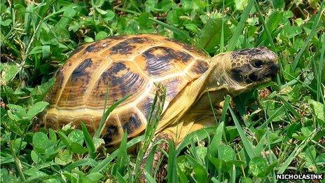 A horsefield tortoise