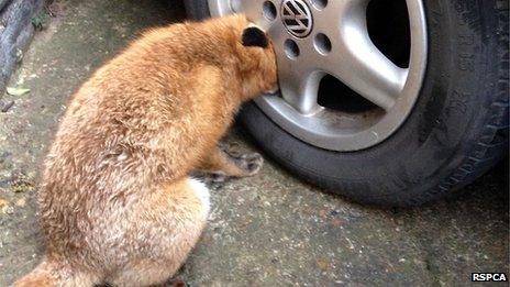 fox with head trapped inside