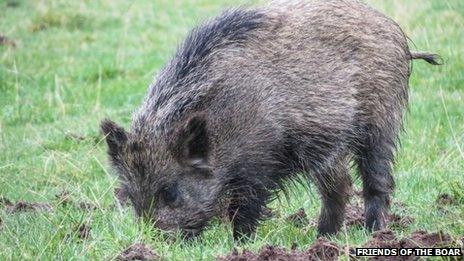 Wild boar seen in Devon. Pic: Friends Of The Boar