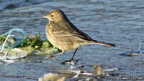 American Buff-Bellied Pipit