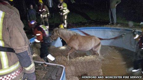 The horse being rescued from the swimming pool