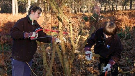 Two boys cut down gorse bush