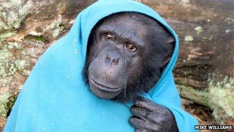 Nakima at the Wales Ape and Monkey Sanctuary