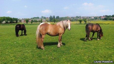 Heidi the pony on West Common