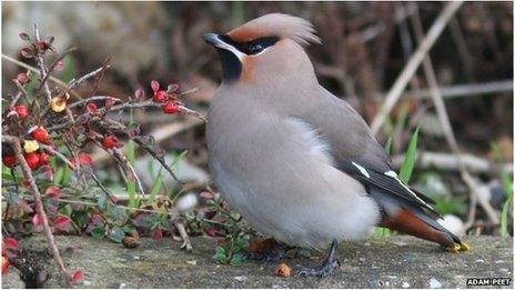 Waxwing