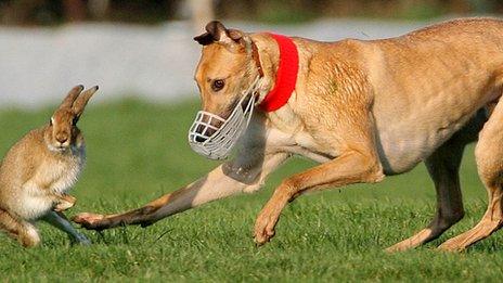 Hare coursing in Ireland