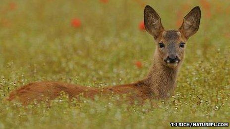 Roe deer (Image: TJ Rich/naturepl.com)