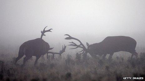 Red deer