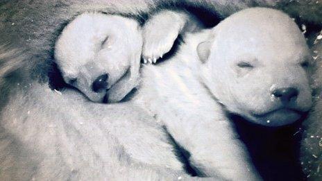 Newborn polar bears