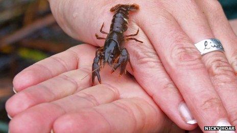 White clawed crayfish from the River Allen