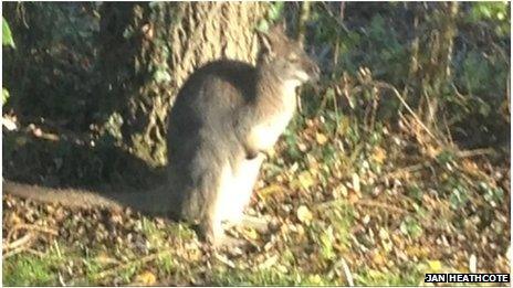 Wilf the wallaby