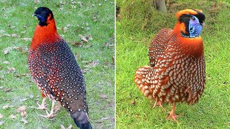 Tragopan pheasants