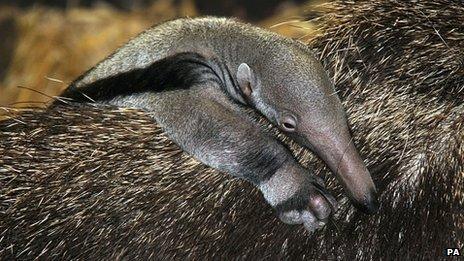 A baby giant anteater born at Chester Zoo