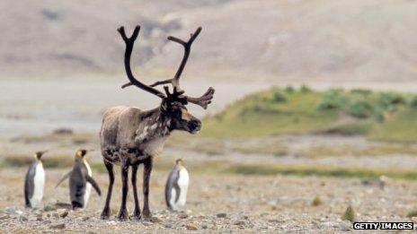 A reindeer greets three penguins on a South Georgia beach