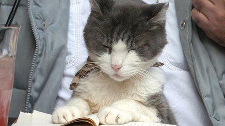 Cat at a cafe in Tokyo