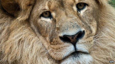 A lion, file pic