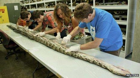 Researchers at the Florida Museum of Natural History in Gainesville, Florida examine a 17-foot-7-inch Burmese python which was captured in Everglades National Park 10 August 2012