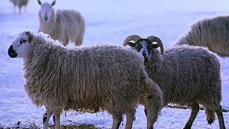 Sheep in snowy field