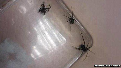Black widow spiders found at Fendercare Marine in Seething, Norfolk