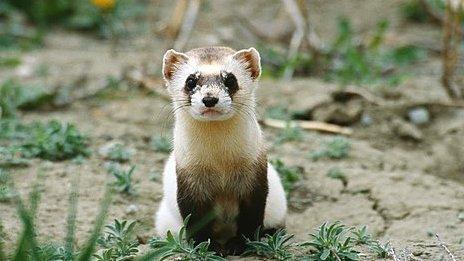 black footed ferret