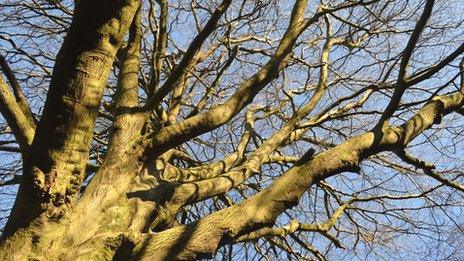 Trantershill Wood, in the Slad Valley