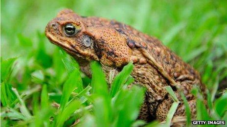 Cane toad