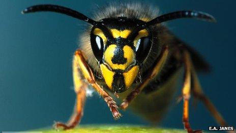 Vespula vulgaris