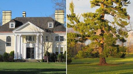 Ridgely and the Prophet's pine