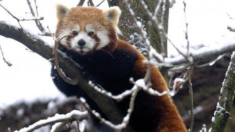 One of Bristol Zoo's red pandas perches in a snow covered tree