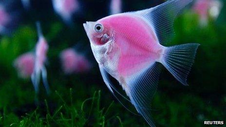 Glowing angelfish in Taiwan